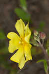 Georgia frostweed